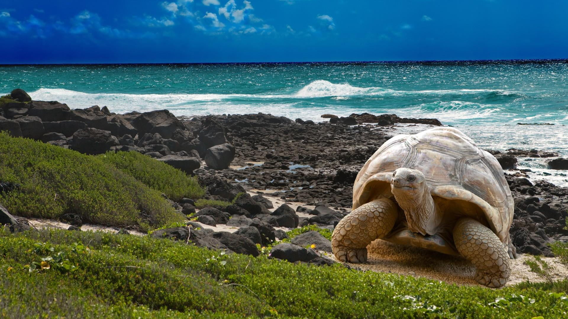 Transfers a Galápagos