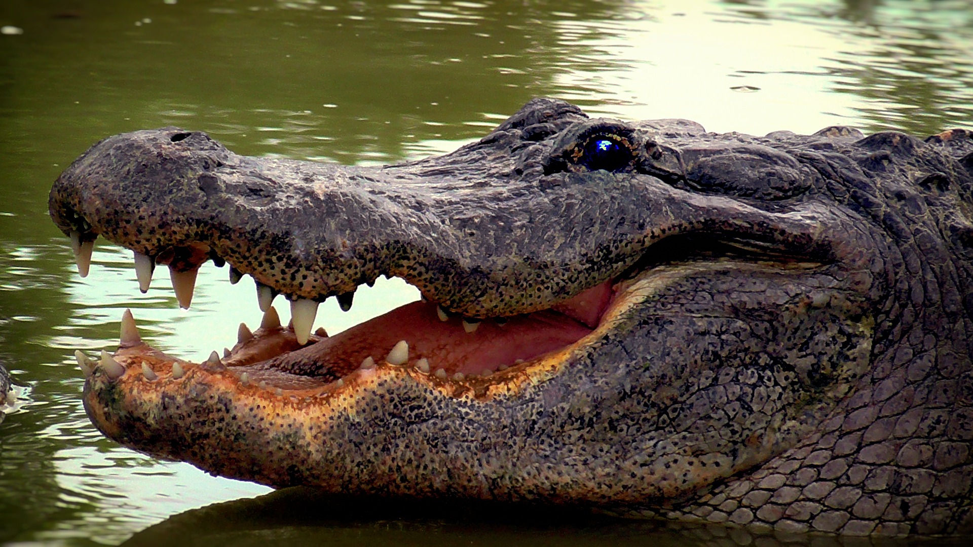 Tour delle Everglades con Prelievo - Alloggi in Miami