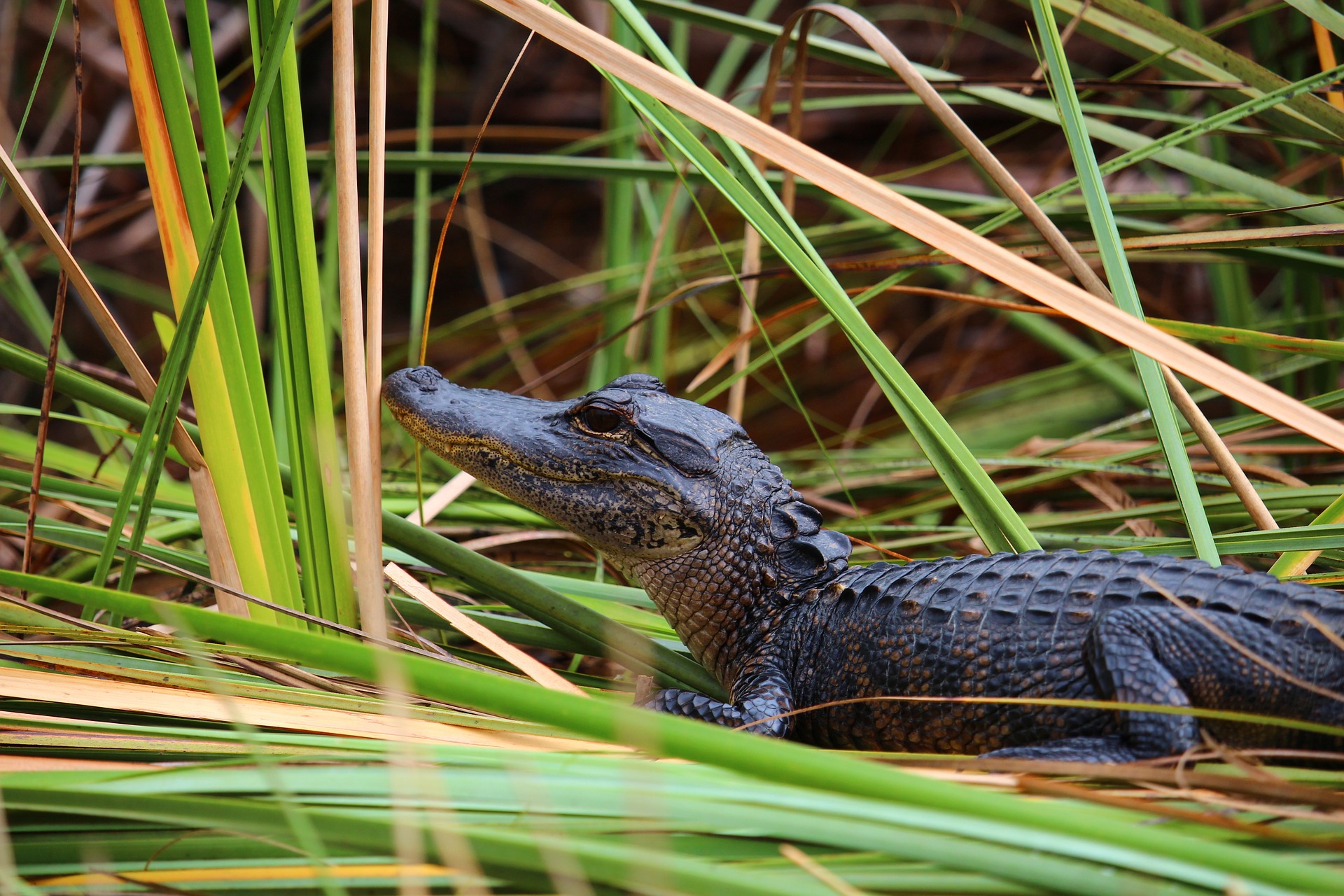 Tour delle Everglades con Prelievo - Alloggi in Miami
