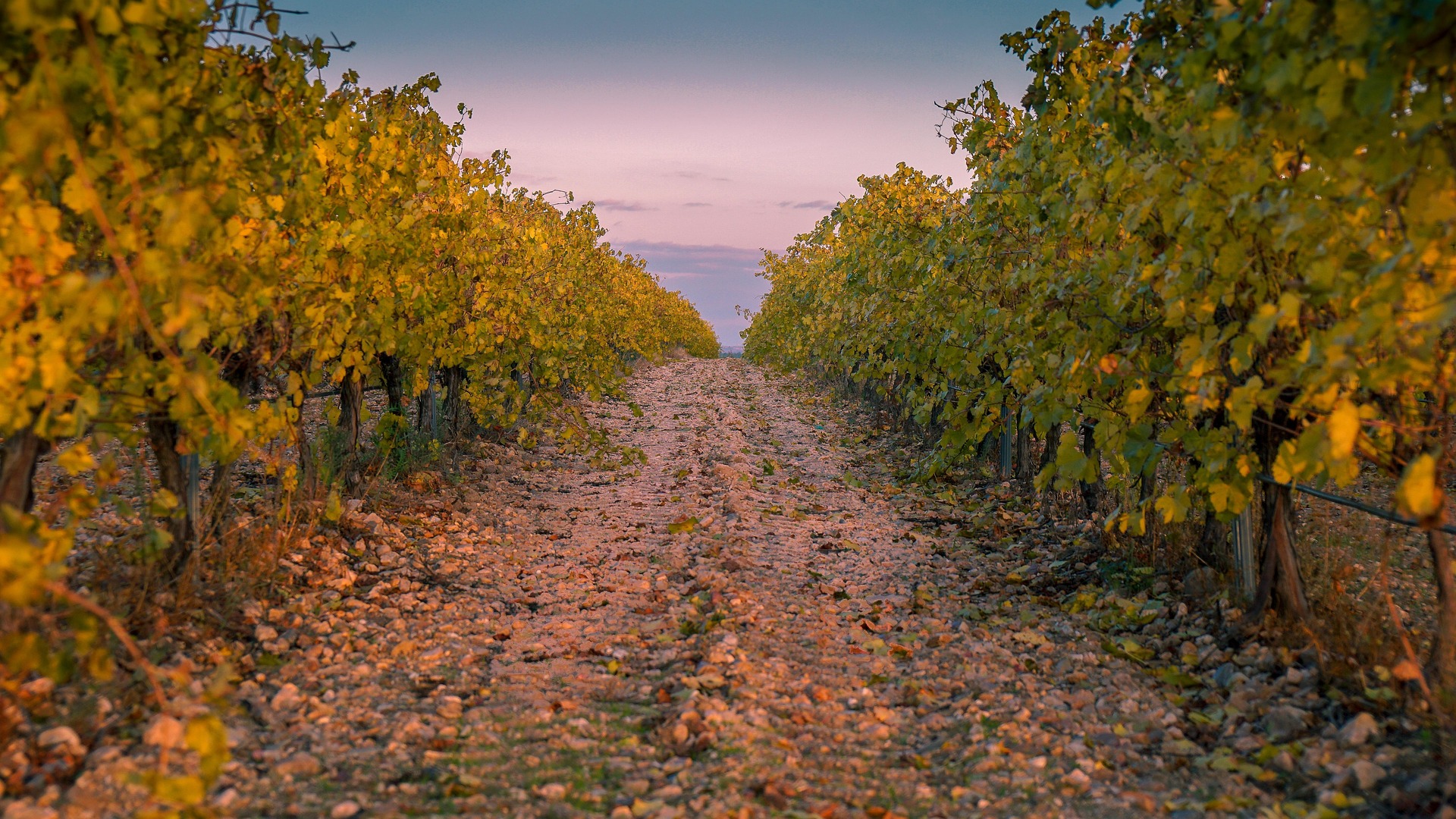 Private Half-Day Tour to Vinyards from Santiago de Chile with Pickup - Accommodations in Santiago de Chile