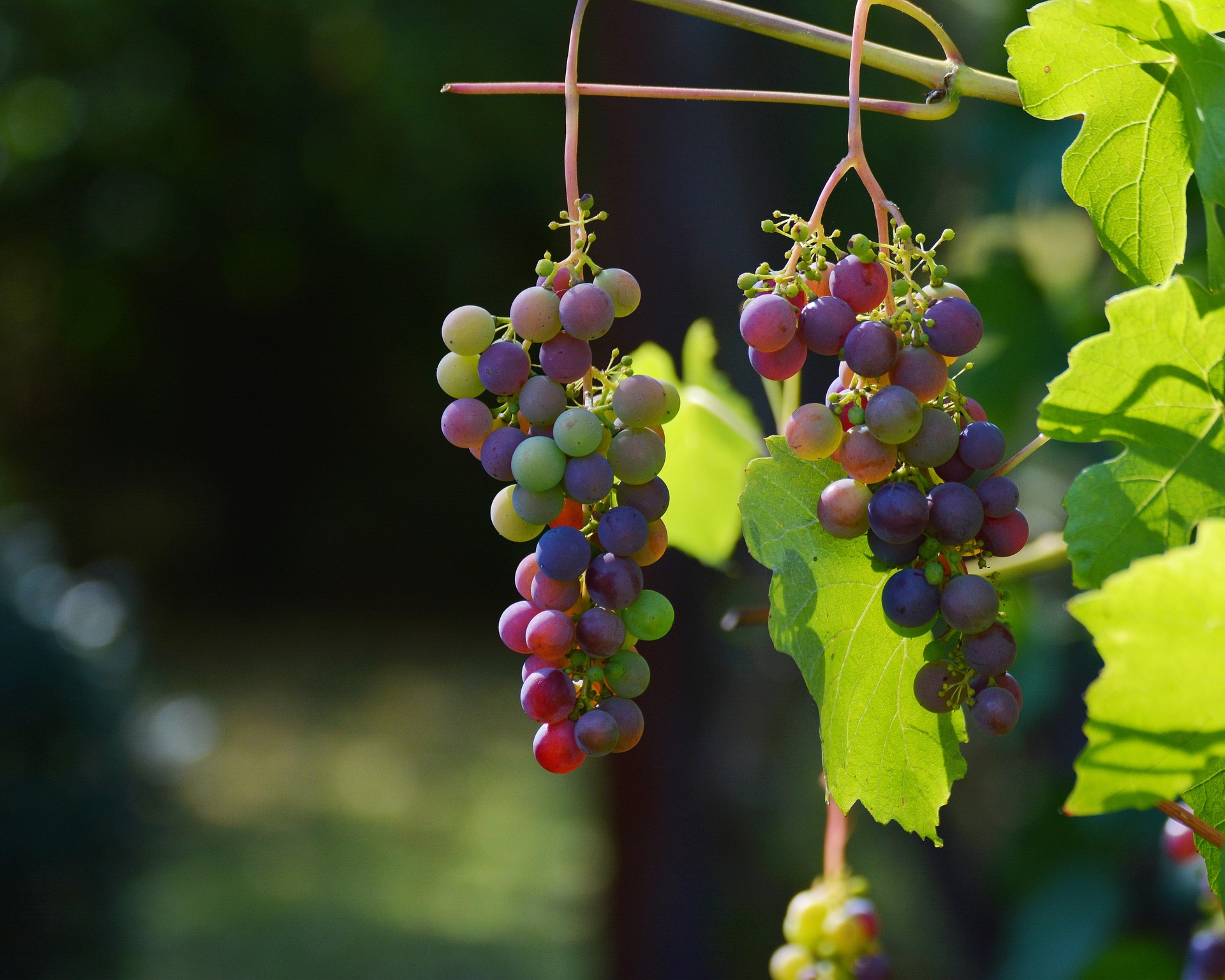 Private Half-Day Tour to Vinyards from Santiago de Chile with Pickup - Accommodations in Santiago de Chile