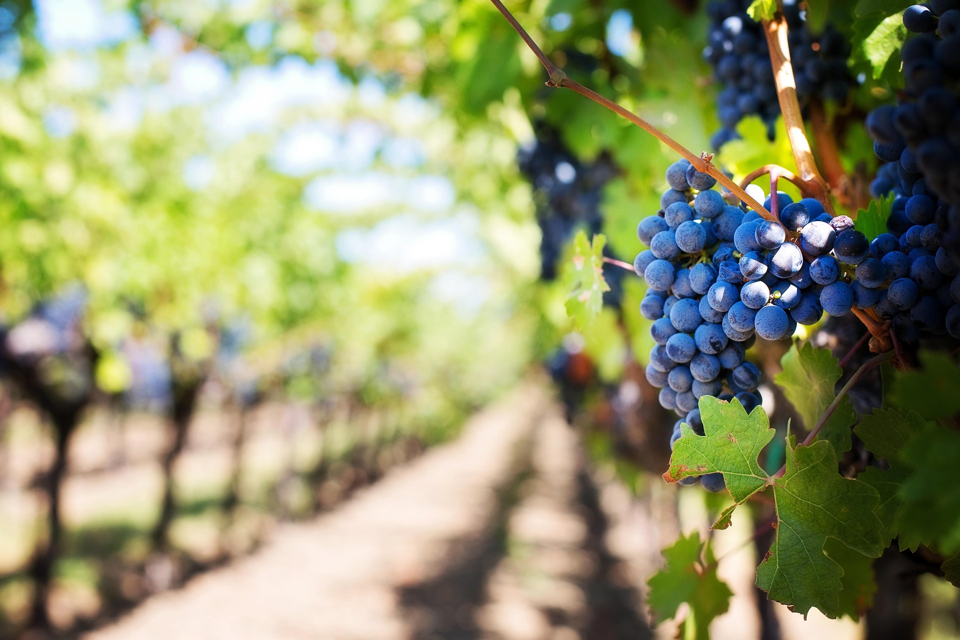 Private Half-Day Tour to Vinyards from Santiago de Chile with Pickup - Accommodations in Santiago de Chile