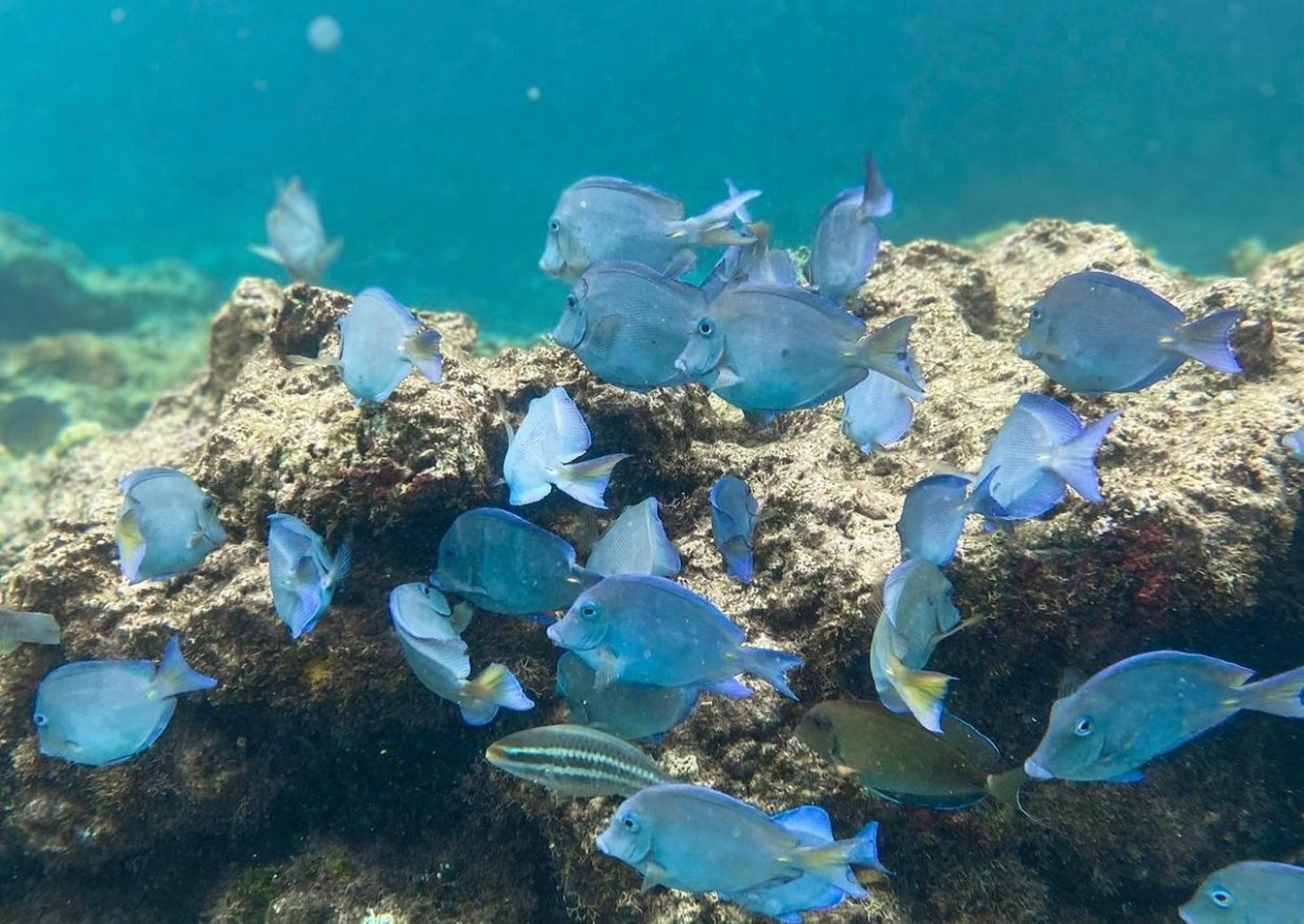 Excursión a Isla Catalina con Snorkelling Almuerzo y Recogida por Hotel desde Punta Cana - Alojamientos en Punta Cana