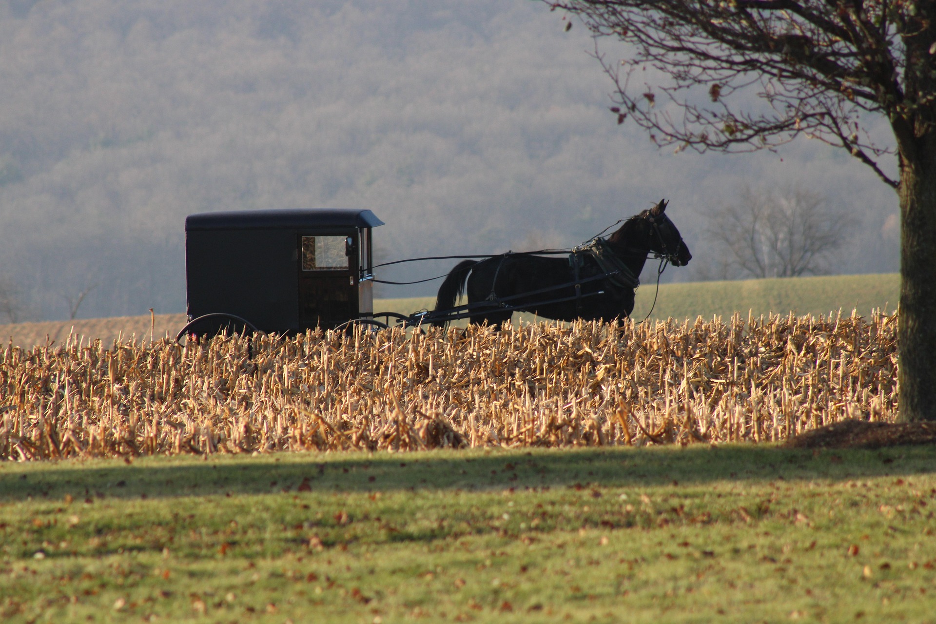 Excursión a Philadelphia y Comunidad Amish de Día Completo en Español - Alojamientos en Nueva York