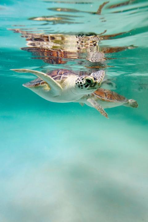 Tour a Xcaret de Día Completo con Recogida - Alojamientos en Cancún