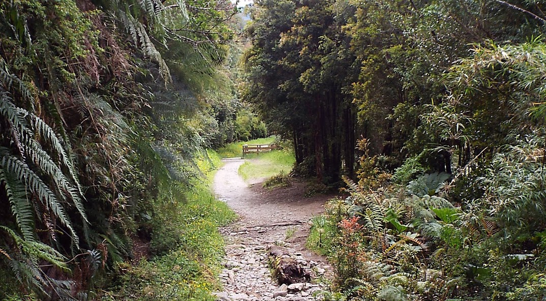 Tour al Parque Nacional Alerce Andino con Pick-up en Grupo Reducido - Alojamientos en Puerto Varas