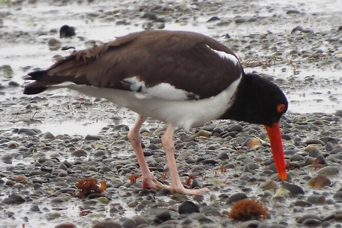 Tour Avistamiento de Aves en Quenuir - Maullin con Pick-up en Grupo Reducido - Acomodações em Puerto Varas