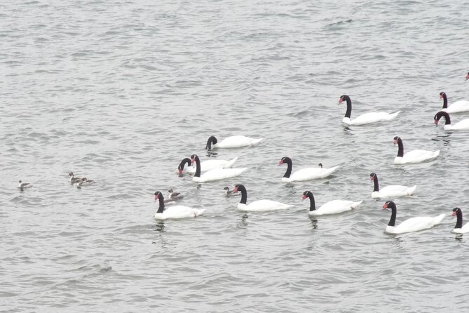 Tour Avistamiento de Aves en Quenuir - Maullin con Pick-up en Grupo Reducido - Accommodations in Puerto Varas