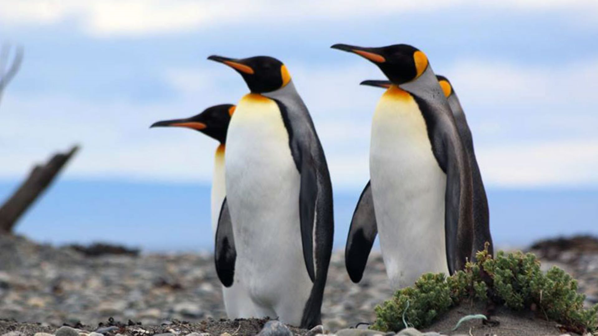 Punta Arenas